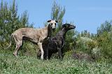 GREYHOUND 137